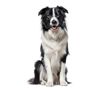 Border collie dog sitting looking at camera