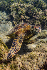 Fototapeta premium Kauai, Hawaii, Anini Beach, sea turtle 