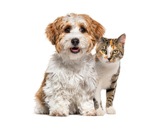 Obraz premium Dog and cat demonstrating friendship and companionship