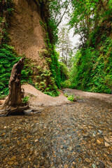 Obraz premium Lush Greenery of Fern Canyon, Prairie Creek Redwoods State Park, California