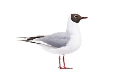 Fototapeta premium Black headed gull standing white background cut out
