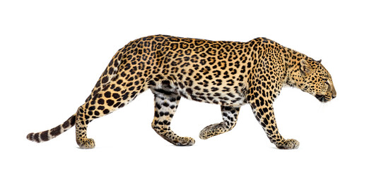 Leopard walking profile view isolated on white © Eric Isselée