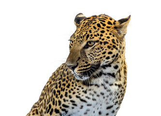 Leopard head looking left on transparent background © Eric Isselée