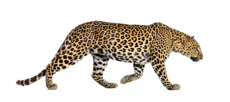 Leopard walking profile view isolated on white