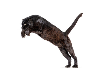 Obraz premium Black panther leaping action on transparent background