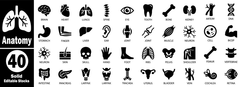 Anatomy solid icons set. Anatomical illustrations of human body organs and systems, 40 solid editable stock icons representing the brain, heart, lungs, kidney and more medical icons vector.