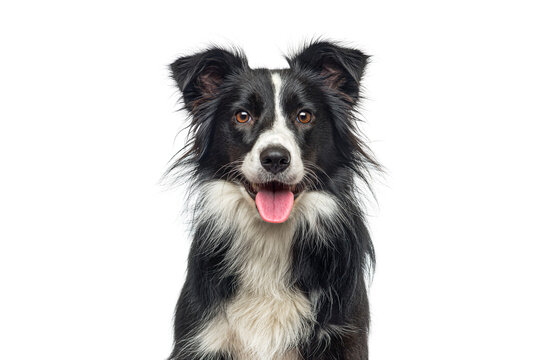 Border collie dog with happy expression on white background