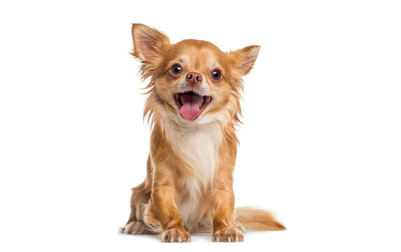 Happy long haired chihuahua dog panting and looking at camera