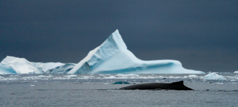 Sunrise, Charcot Bay Zodiac cruise Antartica with lots of icebergs