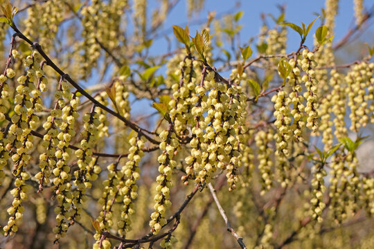 Dainty yellow Stachyurus praecox, also known as early stachyurus or spiketail, in flower.