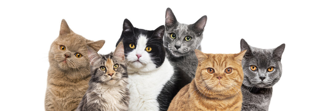 Group of domestic cats looking at camera with transparent background