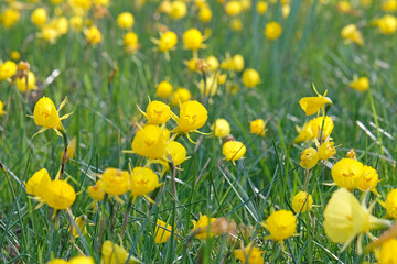 Obraz premium Yellow Narcissus bulbocodium, hoop petticoat daffodil in flower.