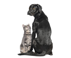 Obraz premium Dog and cat sitting together demonstrating animal friendship
