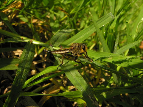 Robber fly macro on grass with dew drops in morning light