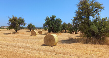 hay bales in the field in medditteranian © Maria