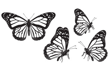 Butterfly vector graphics collection showing monarch butterflies in different perspectives including top view and side view with detailed wing patterns for spring nature designs © Amdadul