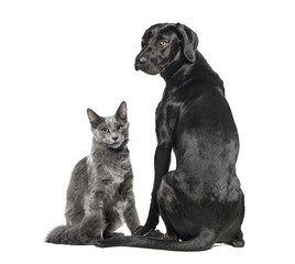 Obraz premium Black dog and grey cat sitting together looking
