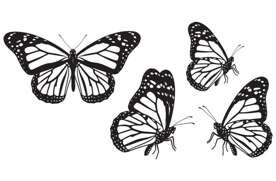 Butterfly vector graphics collection showing monarch butterflies in different perspectives including top view and side view with detailed wing patterns for spring nature designs