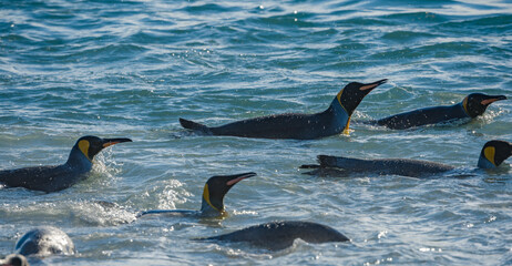 Fototapeta premium The King Penguin Colony of Salisbury Plain, South Georgia