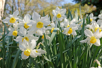 Obraz premium White and yellow Narcissus ‘Sybil’ in flower.