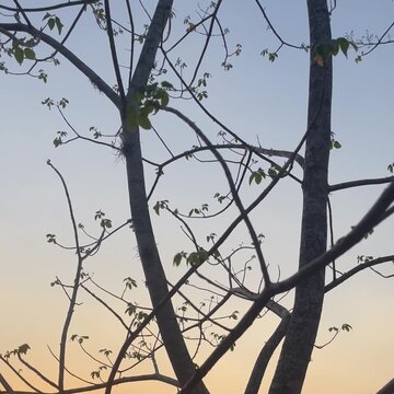 tree branches background against blue sky. Tranquil state of mind.