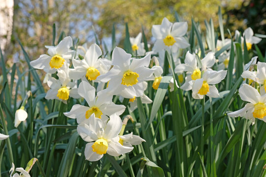 White and yellow Narcissus &lsquo;Sybil&rsquo; in flower.