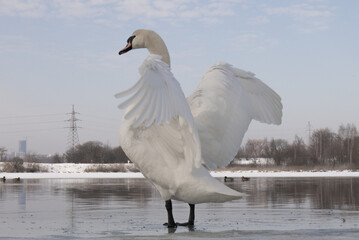 Standing swan © Матвей Жидков