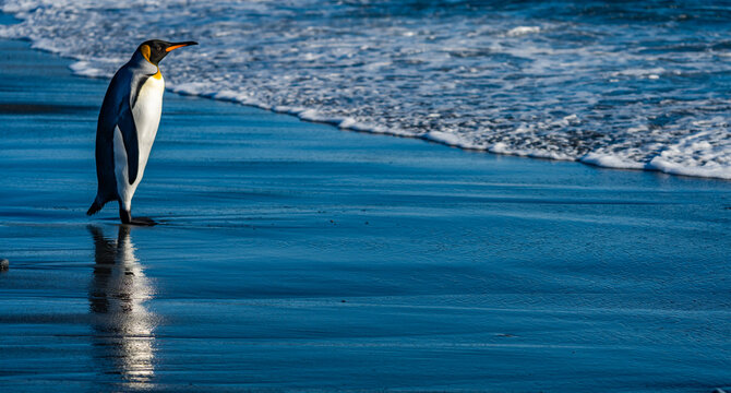 The King Penguin Colony of Salisbury Plain, South Georgia