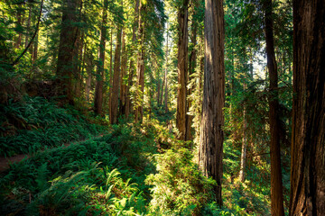 Fototapeta premium Afternoon Light Glow, James Irvine Trail Redwoods, Prairie Creek Redwoods State Park, California