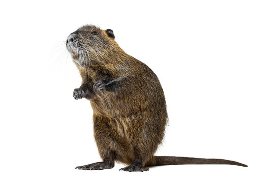 Nutria standing on hind legs with transparent background