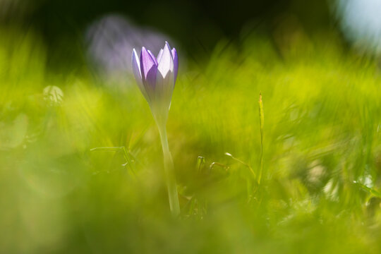 Lila Krokusse im Fr&uuml;hling