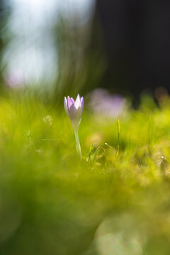 Lila Krokus im Fr&uuml;hling