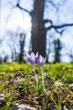 Lila Krokusse im Fr&uuml;hling