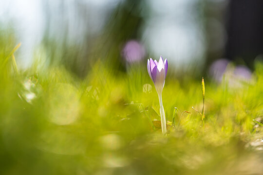 Lila Krokus im Fr&uuml;hling
