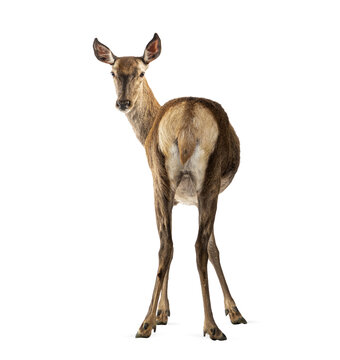 Female red deer looking back on transparent background