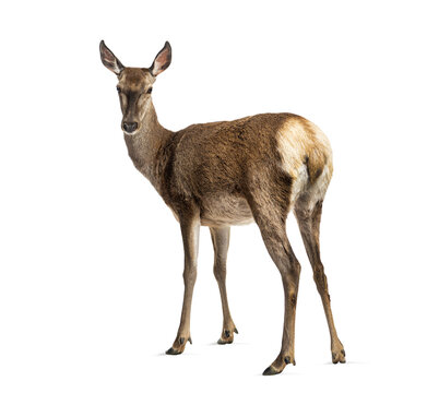 Female red deer hind standing looking at camera