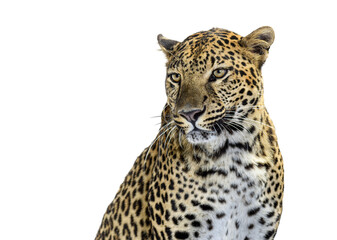 Fototapeta premium Leopard looking right with transparent background