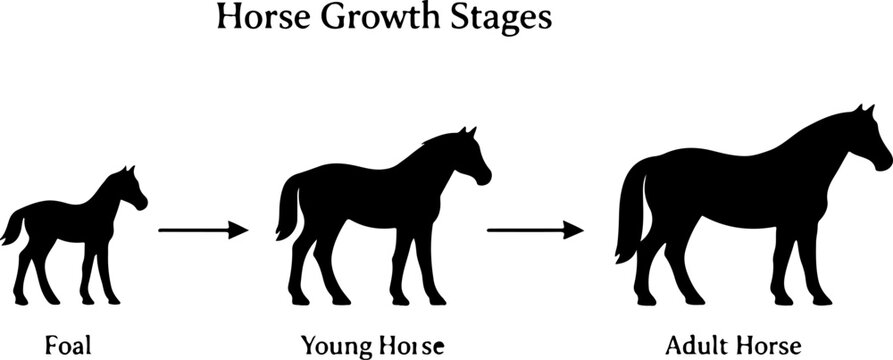Horse Growth Stages Diagram Showing Foal Yearling Adult And Senior Phases Educational Equine Illustration