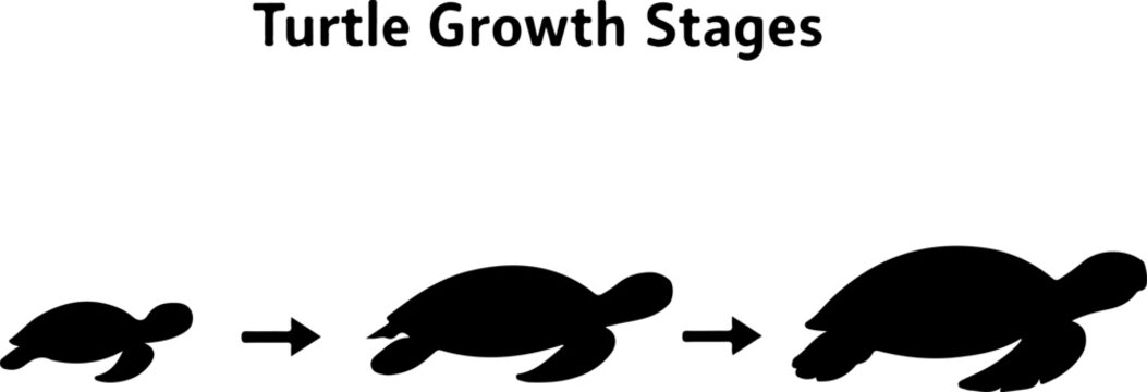 Turtle Growth Stages Silhouette Educational Reptile Life Cycle Illustration