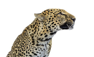 Leopard head looking right with transparent background