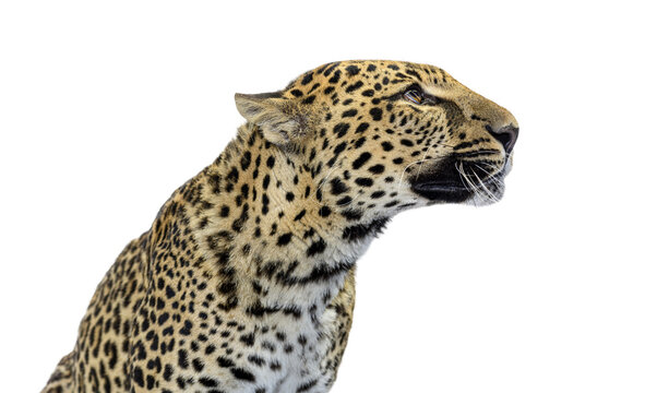 Leopard head looking right with transparent background