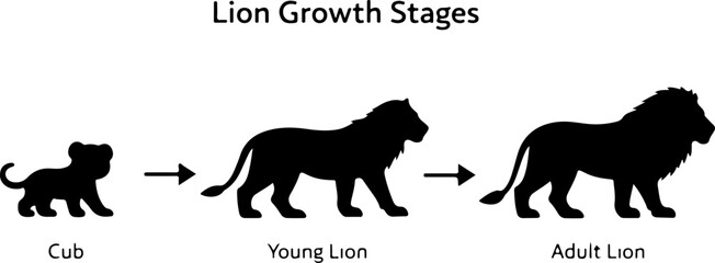 Lion Growth Stages Silhouette Cub Young Adult Lion Life Cycle Vector Illustration © MinhajulIslam