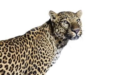 Fototapeta premium Leopard head and body looking sideways, transparent background