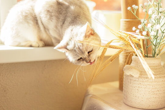 The cat is sitting on the windowsill and gnawing on ears of corn.
