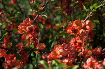 Fototapeta premium Densely flowering Japanese quince (Chaenomeles japonica), close-up of flowers brightly blooming