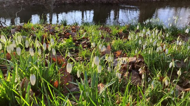 Snowdrop plants blooming near a small river in Germany, spring symbol
