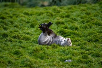 Obraz premium Fortuna Bay King Penguin Colony South Georgia