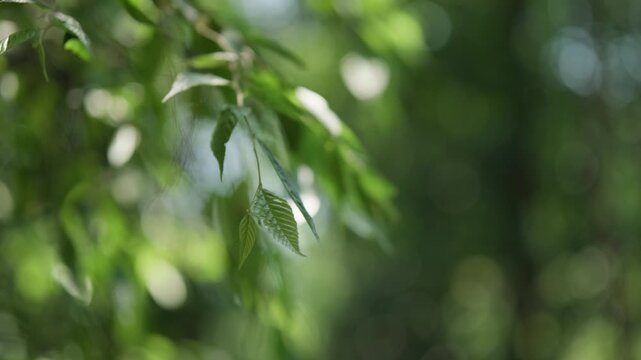 The scene of leaves rustling in the wind in a lush forest, such as a rainforest or mangrove forest, creates a fresh and clean atmosphere, perfect for relaxation, yoga, and environmental awareness.