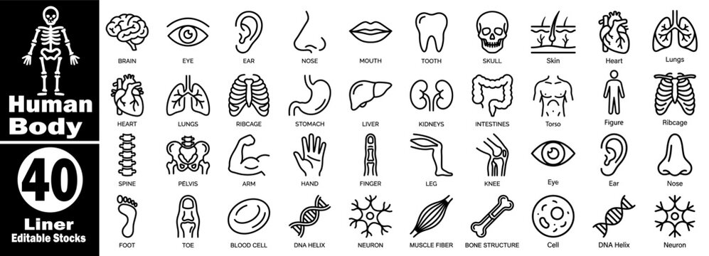 Medical human body organ line icon set. Anatomy outline illustration icons. human body symbol for web and mobile. linear editable stocks vector illustration.