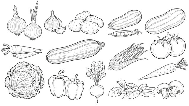 Set of detailed black and white sketches of various fresh vegetables like onions, potatoes, corn, carrots, and cabbage for culinary art.